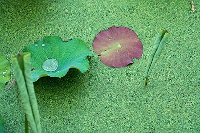 《电锯甜心RePOP》新更新 “照片模式”正式上线